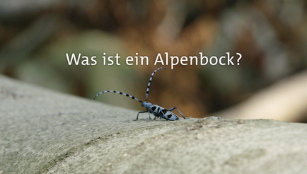 Dieses Video kann von ihrem Browser nicht dargestellt werden.
