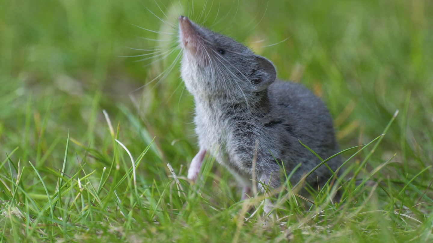 Spitzmaus auf einer Wiese reckt die Nase in die Luft: Spitzmäuse sind keine Mäuse