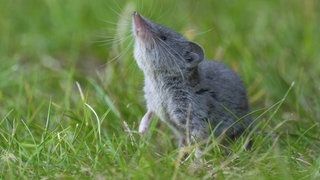 Spitzmaus auf einer Wiese reckt die Nase in die Luft: Spitzmäuse sind keine Mäuse