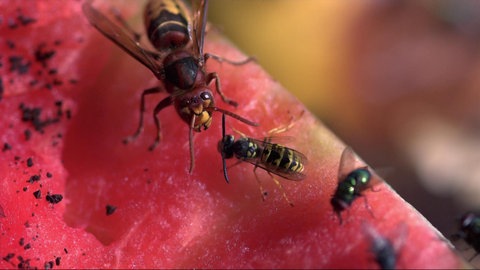 Insekten als Schädlinge und Nützlinge